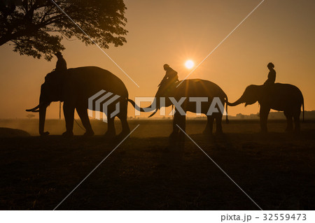 Thailand Elephants parade and mahouts walking  32559473