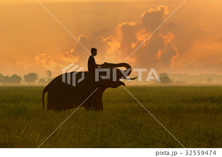 Thailand Elephant on rice field sunrise and Mahout Thailand Elephant on rice field sunrise and Mahout 32559474