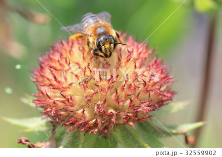 ガイラルディア と ミツバチ 32559902