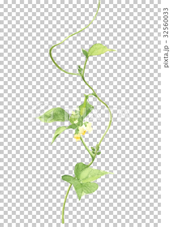 白豆花 白豆花 32560033