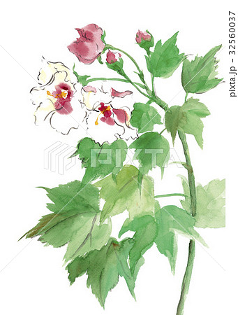 酔い芙蓉 水彩 32560037