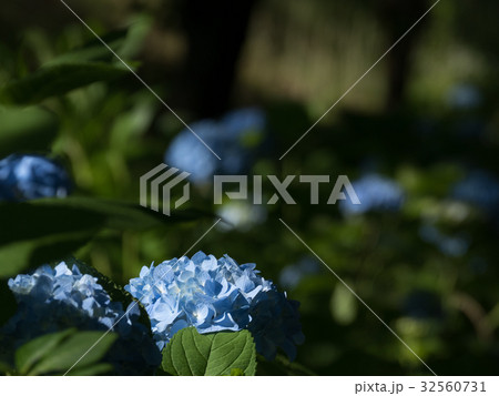 紫陽花 紫陽花 32560731