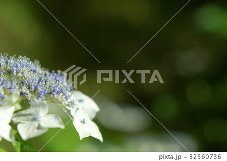 紫陽花 32560736