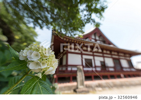 矢田寺の紫陽花 32560946