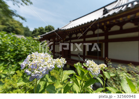 矢田寺の紫陽花 矢田寺の紫陽花 32560948