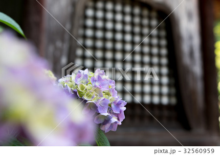 矢田寺の紫陽花 矢田寺の紫陽花 32560959
