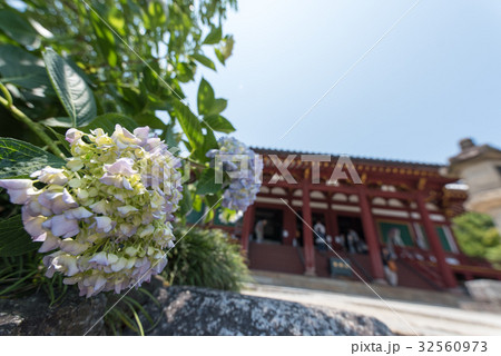矢田寺の紫陽花 矢田寺の紫陽花 32560973