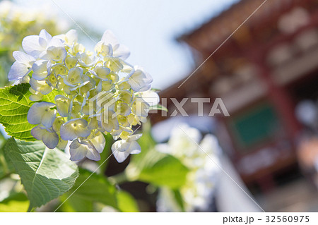矢田寺の紫陽花 矢田寺の紫陽花 32560975