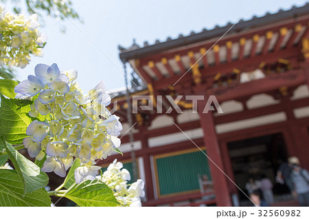 矢田寺の紫陽花 矢田寺の紫陽花 32560982