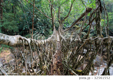 インド北東部、メガラヤ州の山中にある生きた木の根橋「ルート・ブリッジ」 32561552