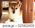 豆しばのいる日常 32562050