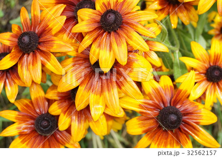 夏の花 32562157