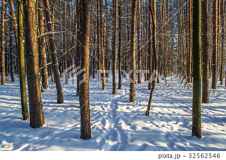 Tree trunks in winter forest Tree trunks in winter forest 32562546