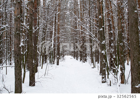 Tree trunks in winter forest Tree trunks in winter forest 32562565