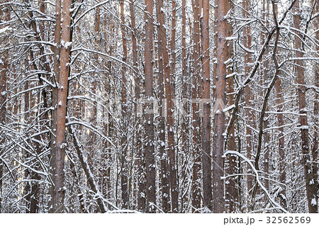 Tree trunks in winter forest 32562569