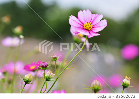淡いピンクのコスモス 32562672