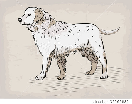 Dog Labrador retriever beautiful animal pet hand Dog Labrador retriever beautiful animal pet hand 32562689