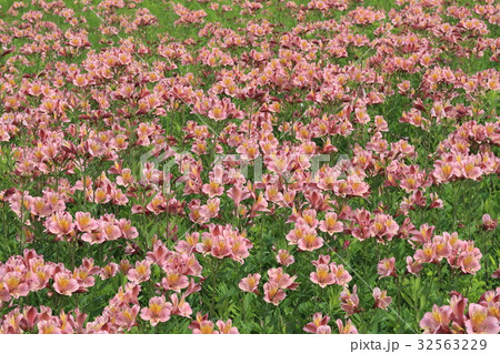 アルストロメリアの花畑 アルストロメリアの花畑 32563229