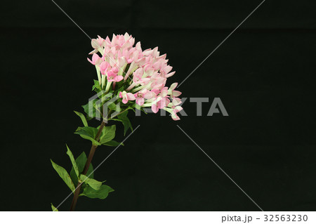 ブバルディア 32563230