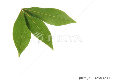 月桂樹の葉の写真素材