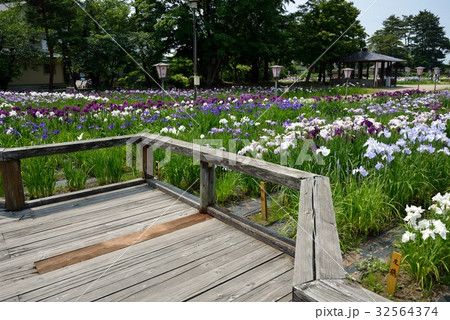 長井あやめ公園 長井あやめ公園 32564374