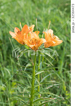 エゾスカシユリ エゾスカシユリ 32564473