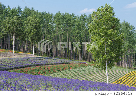 ラベンダー畑 32564518