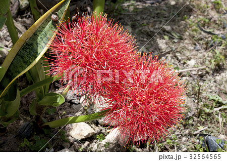 線香花火 フットボールリリー の写真素材