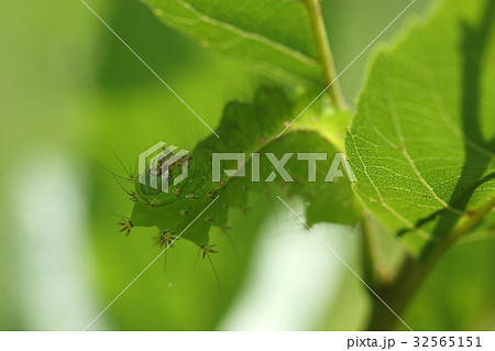 生き物　昆虫　オナガミズアオ、親も子もオオミズアオそっくり。あちらはミズキこちらはハンノキで育ちます 32565151