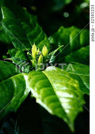 アオキの新芽 32565233