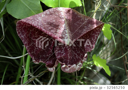 69897　パイプカズラ 32565250