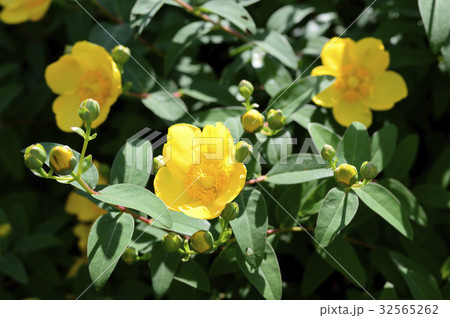 69909　キンシバイ 32565262