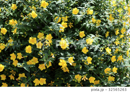 69910　キンシバイ 32565263