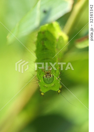 生き物　昆虫　オナガミズアオ、緑色の頭は識別点の一つ。オオミズアオは赤い顔 32565342