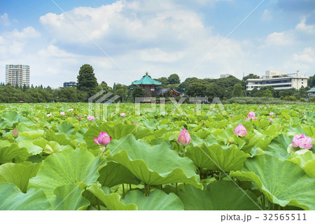 不忍池の蓮 32565511