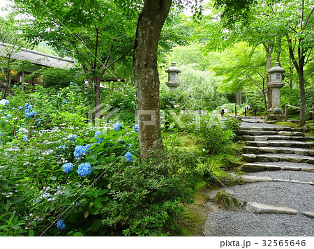 あじさい 大原 三千院の庭園にての写真素材