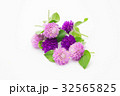 purple and pink flower on white Gomphrena globosa 32565825