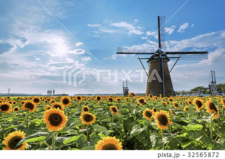 午後のひまわり畑 32565872