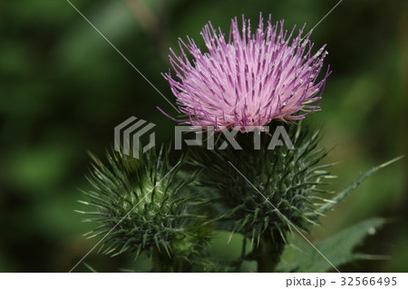 自然 植物 アメリカオニアザミ 真夏に花が咲きます 花はきれいですが蕾のトゲトゲも挑戦的ですの写真素材