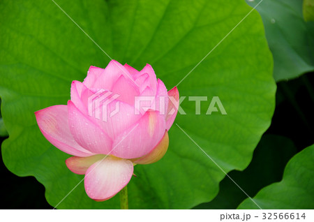 蓮 32566614