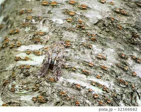 ニイニイゼミ 32566682