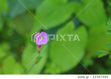 ユウゲショウ 32567494