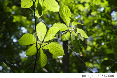 夏のイメージ 青葉の中 32567606