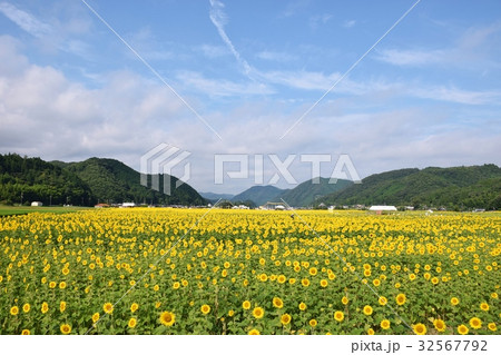 佐用町南光のひまわり畑 佐用町南光のひまわり畑 32567792