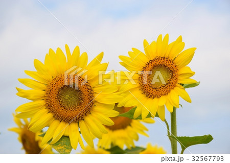 ひまわり 32567793
