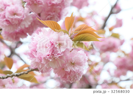八重桜 32568030