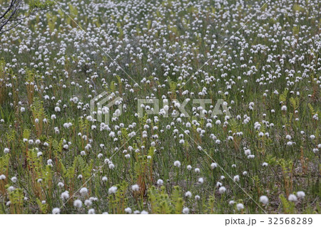 ワタスゲ ワタスゲ 32568289