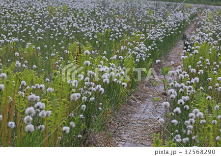 ワタスゲ ワタスゲ 32568290