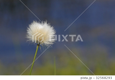 ワタスゲ ワタスゲ 32568293