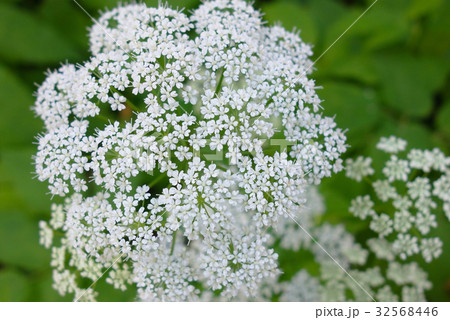 イワミツバの花 32568446